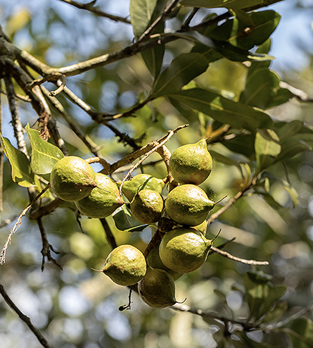 Close up of macadamia nuts on trees
